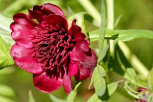 Perché la Peonia in Sardegna è chiamata “rosa delle streghe?