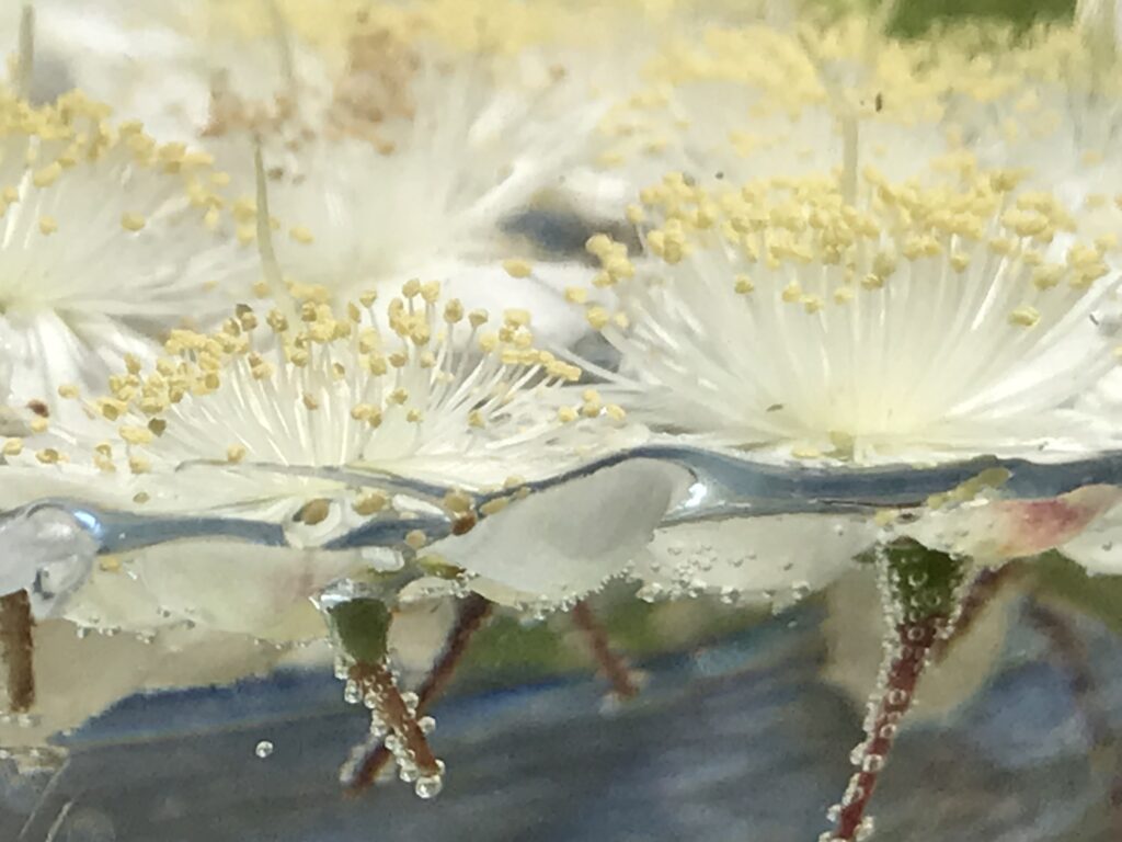 fiori di mirto, floriterapia