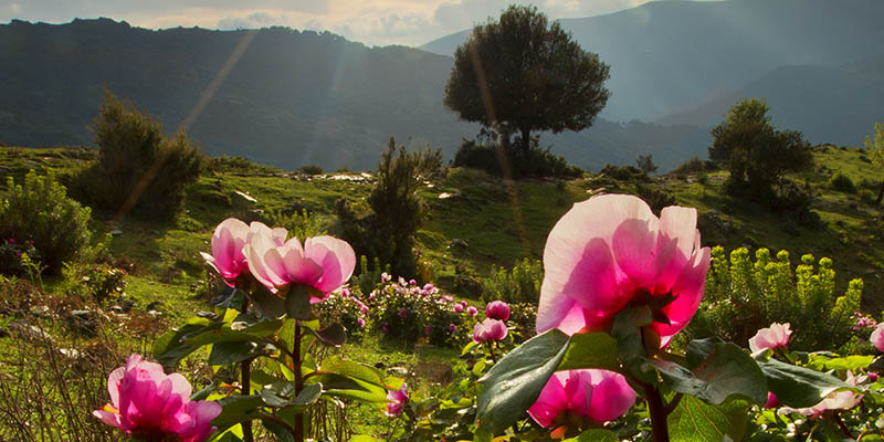 fiori e natura di Seulo